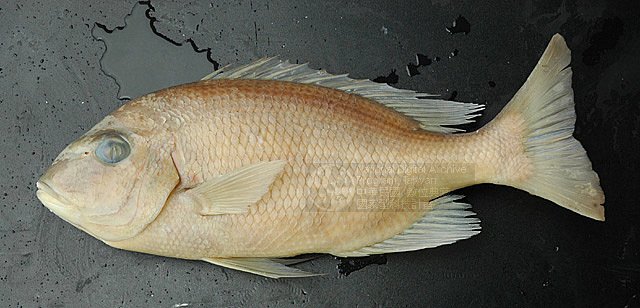 黄点石鲈(学名:plectorhinchus flavomaculatus) 鳄形叉尾鹤鱵(学名