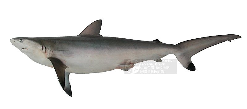 ƦƪFԥղB]ǦWGCarcharhinus sorrah^