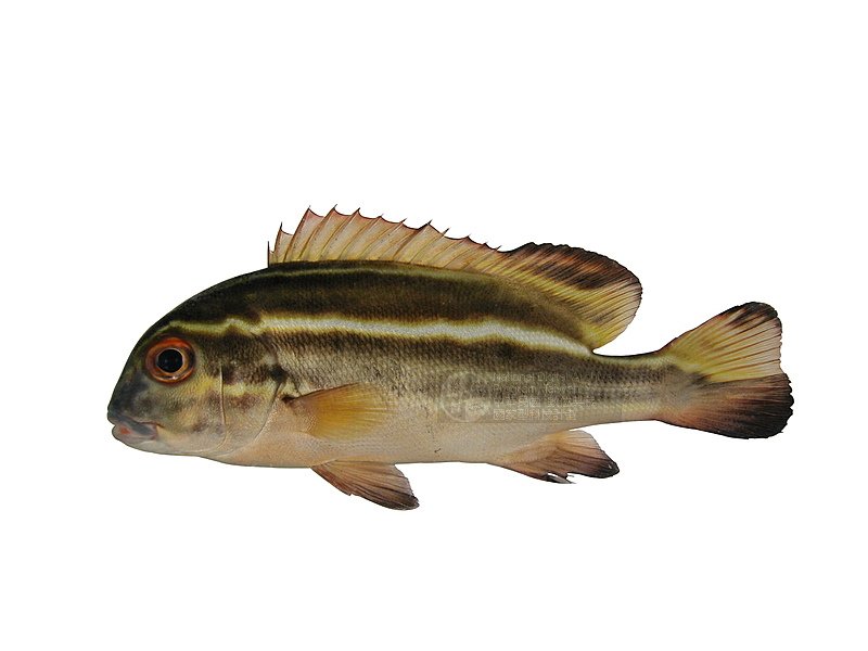 Ʀƪձat]ǦWGPlectorhinchus albovittatus^