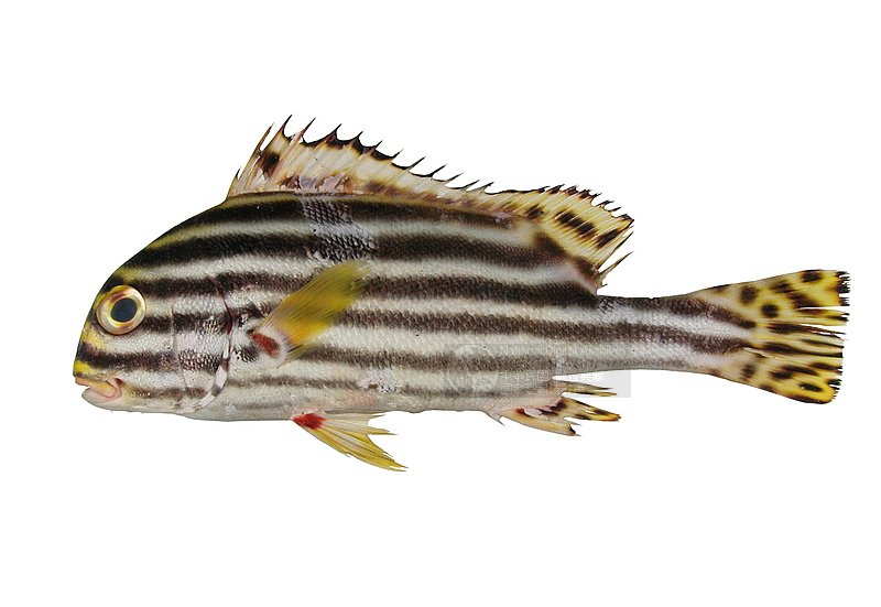 Ʀƪt]ǦWGPlectorhinchus lineatus^