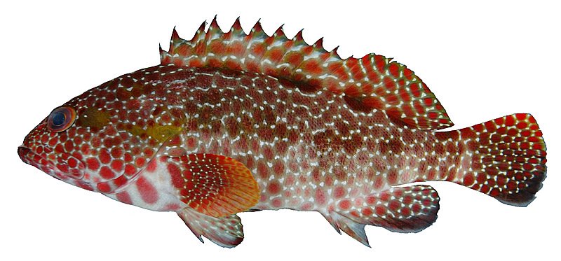 Ʀƪ󤻨۴]ǦWGEpinephelus hexagonatus^