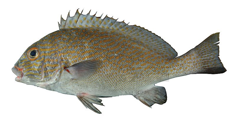 ƦƪIt]ǦWGPlectorhinchus flavomaculatus^