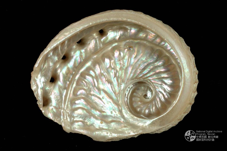 Ʀƪ۱j]sظ GA0010-2^<br>^WGHaliotis scalaris<br>ԤBǦWGHaliotis scalaris<br>^UWGStaircase Abalone<br>PزWGtricostalis Menke; rubicundus Gray