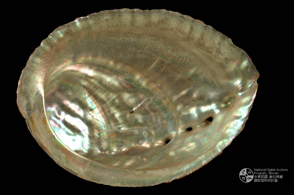 Ʀƪ饻j]sظ GA0012^<br>^WGHaliotis gigantea<br>ԤBǦWGHaliotis gigantea<br>^UWGGiant Abalone