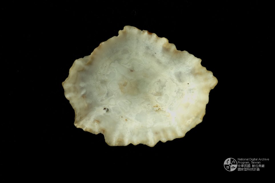 ƦƪP]sظ GC0342-3^<br>^WGPatella flexuosa<br>ԤBǦWGPatella flexuosa<br>PزWG