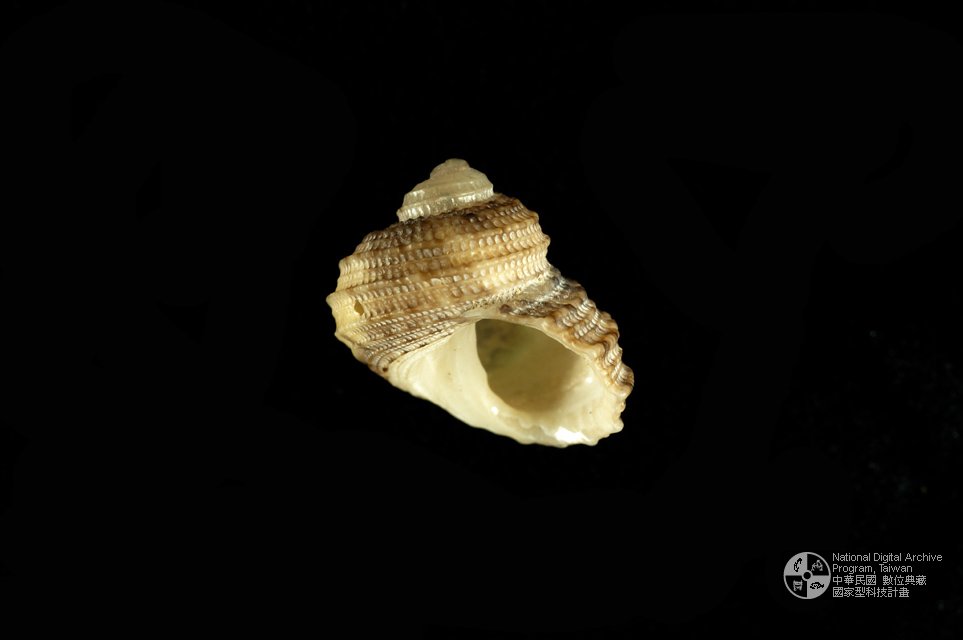 Ʀƪs]sظ GC0519-1^<br>^WGEuchelus quadricarinatus<br>ԤBǦWGEuchelus quadricarinatus