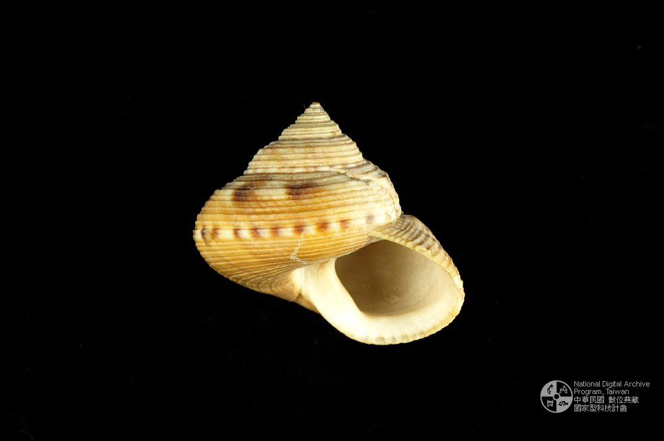 Ʀƪya]sظ GC0552-1^<br>^WGCalliostoma  unicum<br>ԤBǦWGCalliostoma unicum