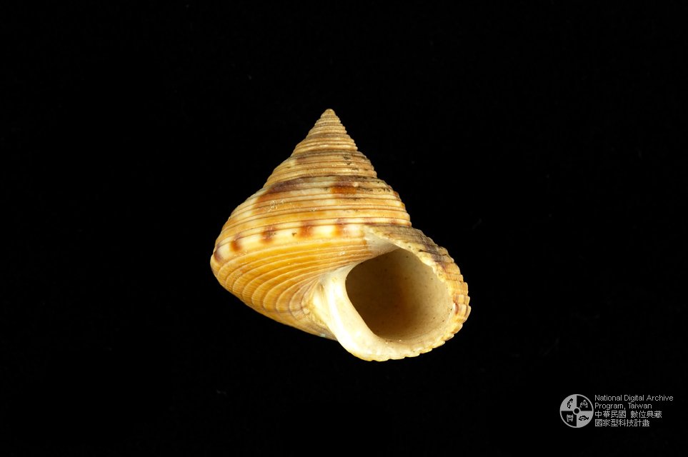 Ʀƪya]sظ GC0552-2^<br>^WGCalliostoma  unicum<br>ԤBǦWGCalliostoma unicum