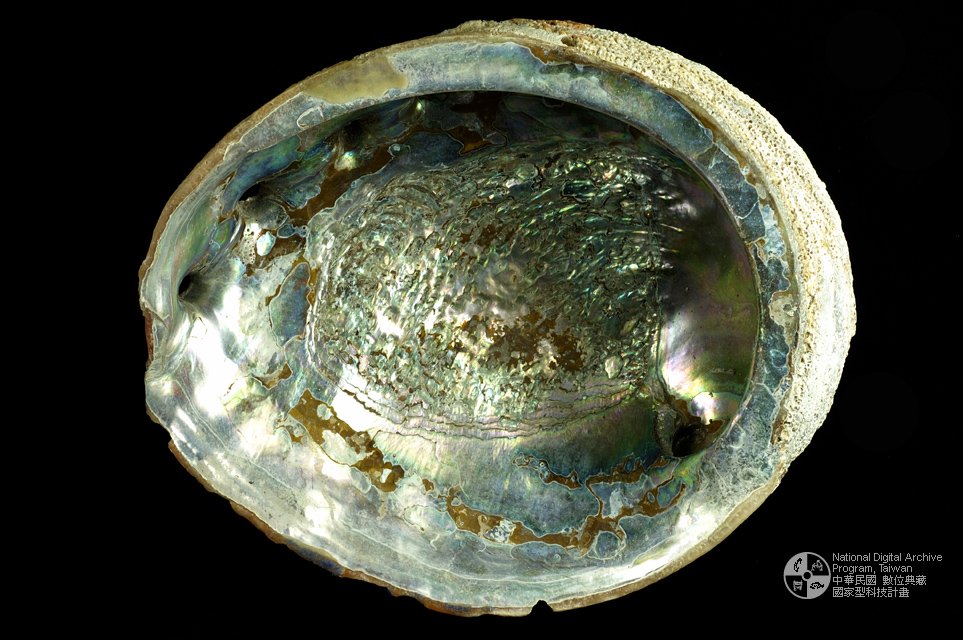 Ʀƪj]sظ GD0081-1^<br>^WGHaliotis rufescens<br>ԤBǦWGHaliotis rufescens<br>^UWGRed Abalone