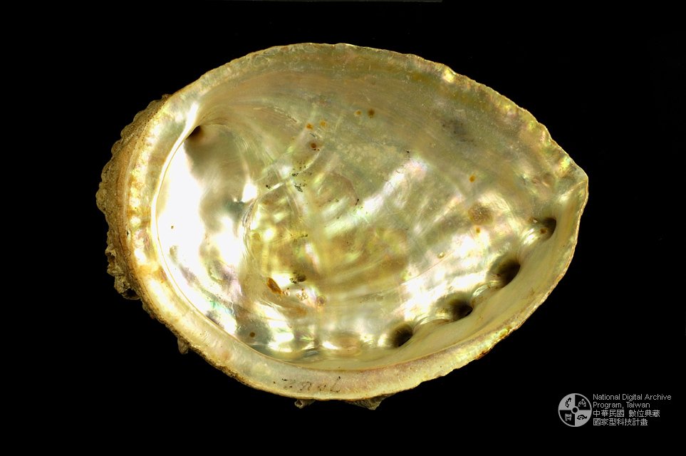 Ʀƪj]sظ GD0081-2^<br>^WGHaliotis rufescens<br>ԤBǦWGHaliotis rufescens<br>^UWGRed Abalone