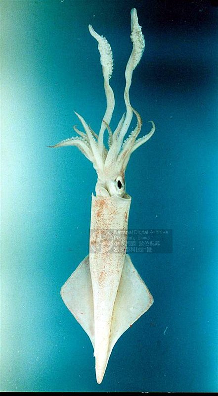 ƦƪCyjQ  (u)<br>ǦWGUroteuthis (Photololigo) edulis