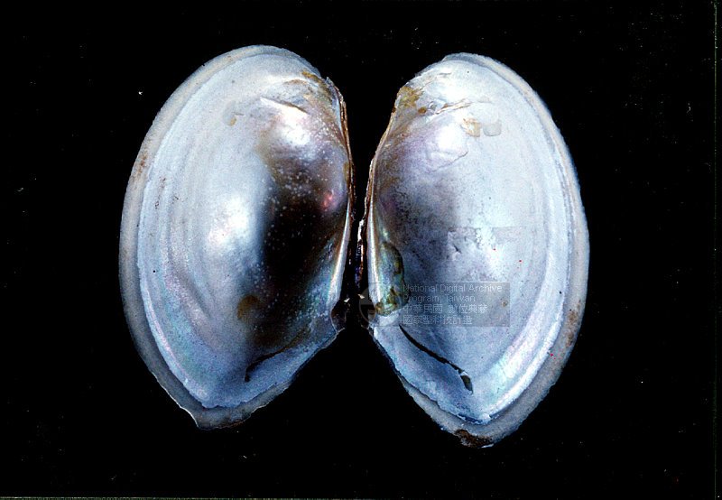 ƦƪF<br>ǦWGAnodonta (Sinanodonta) woodiana