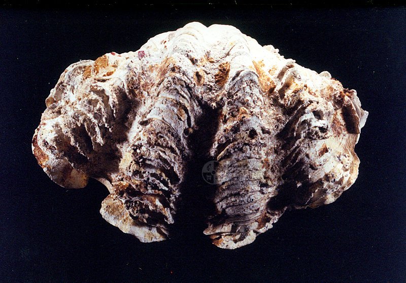 Ʀƪ<br>ǦWGTridacna squamosa