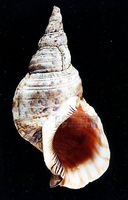 Ʀƪjk<br>ǦWGCharonia tritonis