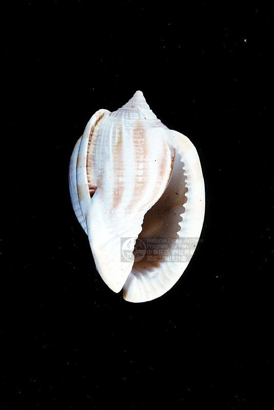 Ʀƪ<br>ǦWGPhalium (Bezoardicella) flammiferum