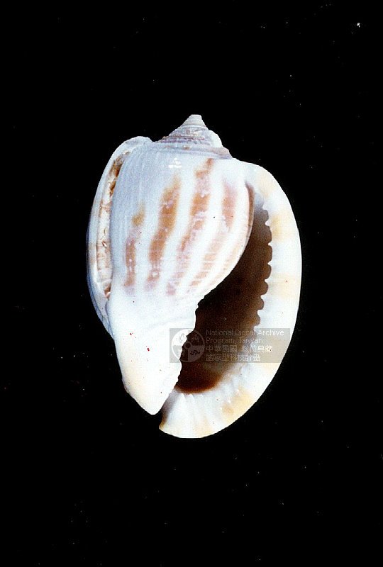 Ʀƪ<br>ǦWGPhalium (Bezoardicella) flammiferum